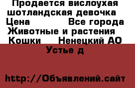 Продается вислоухая шотландская девочка › Цена ­ 8 500 - Все города Животные и растения » Кошки   . Ненецкий АО,Устье д.